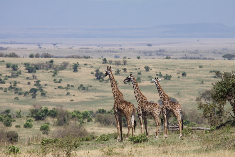 6 Days Northern Explorer Tanzania Safari - Oree Safaris, Uganda Safaris &  Tours 2025
