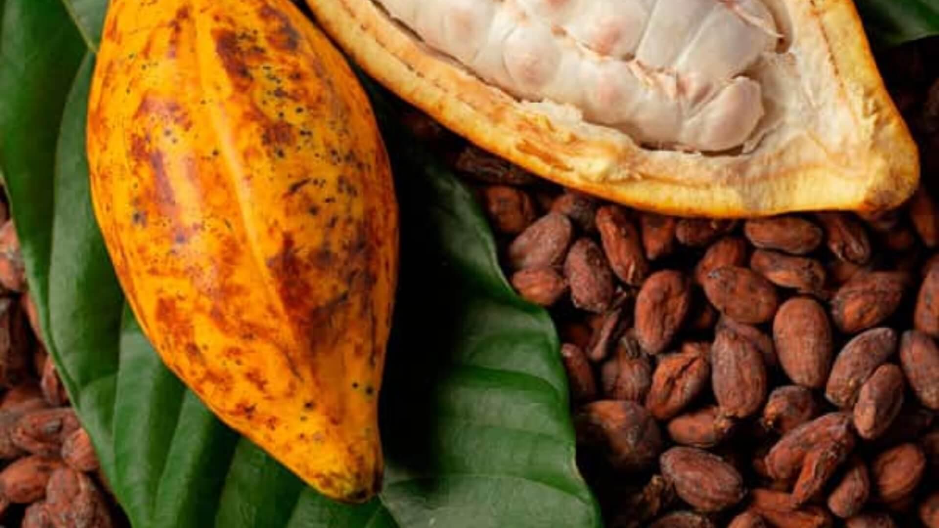 Ivory Coast Cocoa Farmers Face 60% Price Cut at Start of Mid-Crop Season