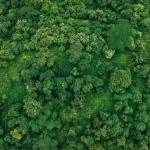 Ethiopia Plants 700 Million Trees in a Day, Setting New Standard for African Reforestation