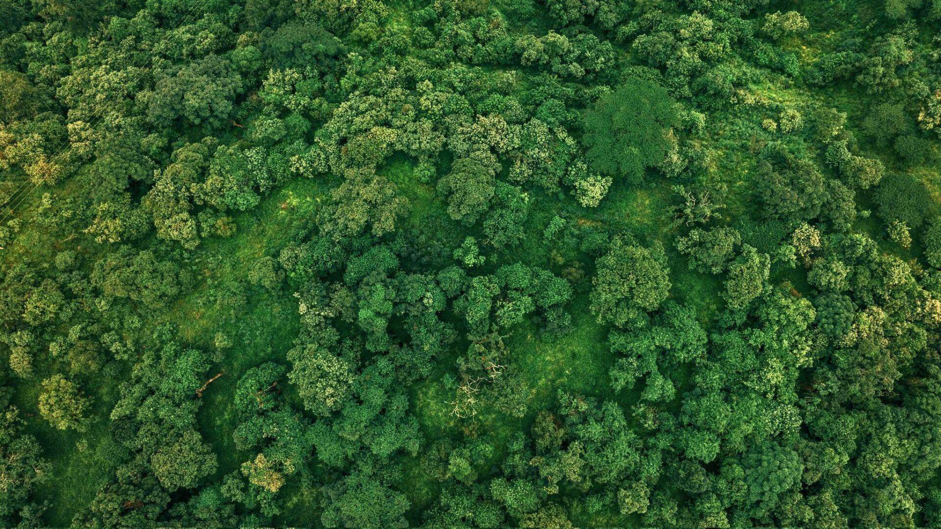 Ethiopia Plants 700 Million Trees in a Day, Setting New Standard for African Reforestation