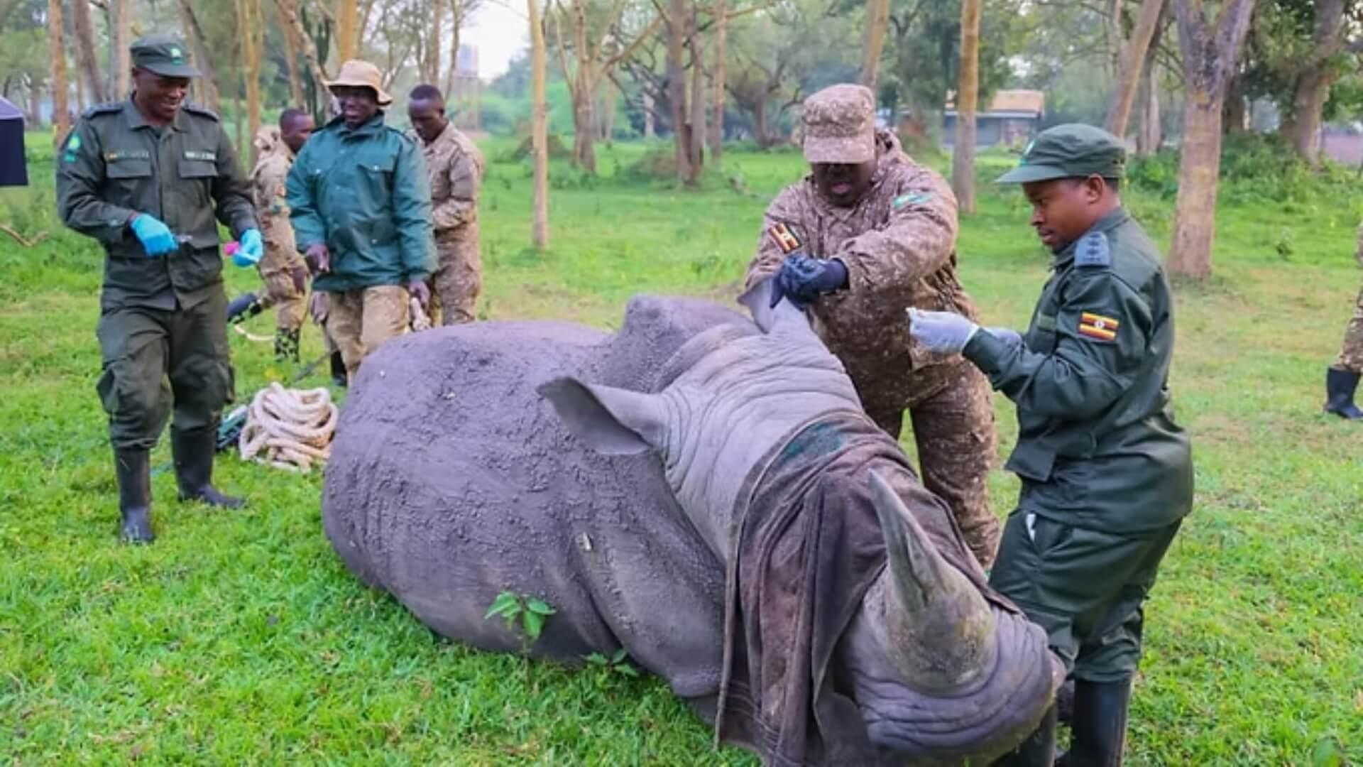 Rhinos Return To Uganda’s Kidepo Valley After 43 Years In Major Wildlife Comeback