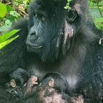 DR Congo’s Virunga Park Welcomes Rare Mountain Gorilla Twins