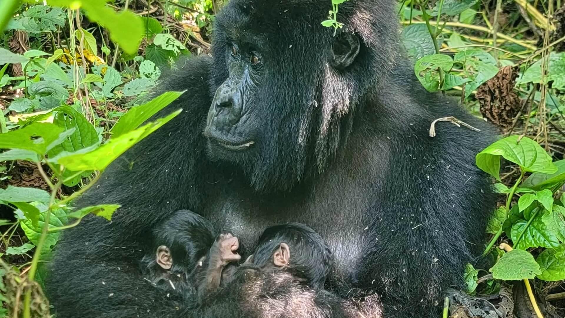 DR Congo’s Virunga Park Welcomes Rare Mountain Gorilla Twins